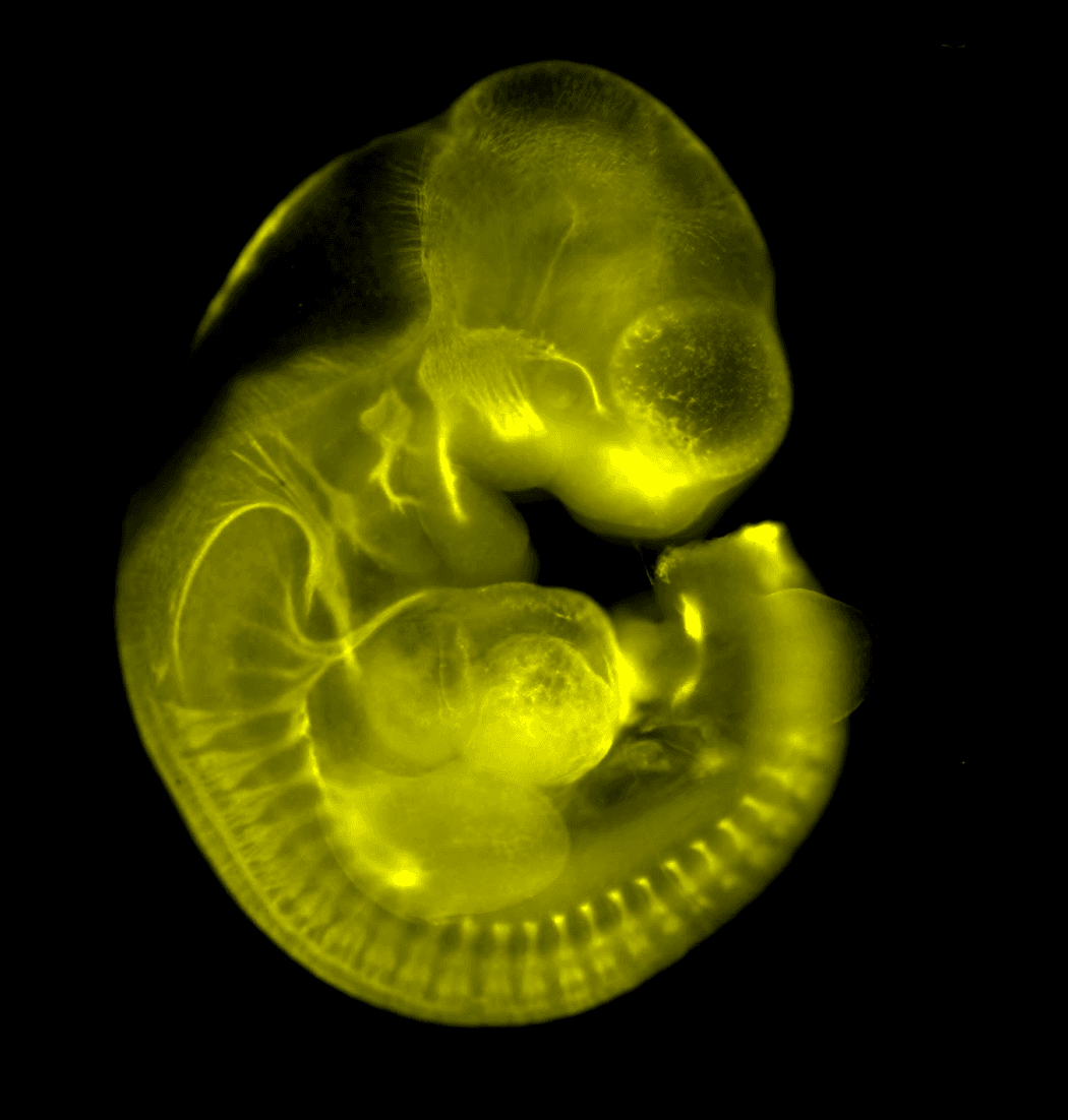 Mouse embryo, fluorescence microscopy, Parchem Lab